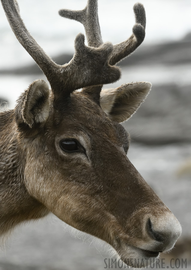 Rangifer tarandus caribou [200 mm, 1/1600 Sek. bei f / 11, ISO 1600]